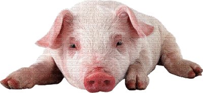cochon - Gratis geanimeerde GIF