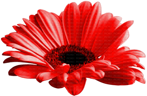 Flower.Red - zdarma png
