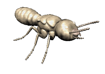 hormiga - Bezmaksas animēts GIF