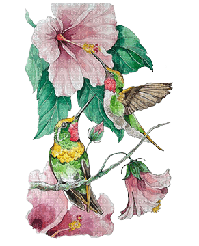 soave deco bird flowers hummingbird green pink - png gratuito