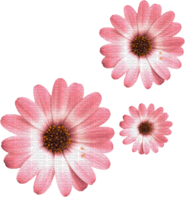 fleur - darmowe png