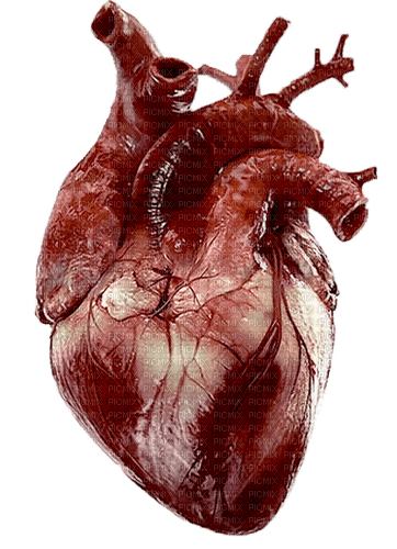 human heart - 免费PNG