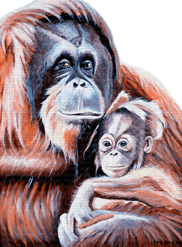 orangutan milla1959 - gratis png