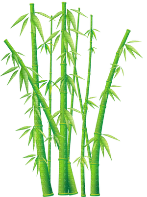 chantalmi bambou - png ฟรี