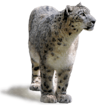 snow leopard bp - ilmainen png