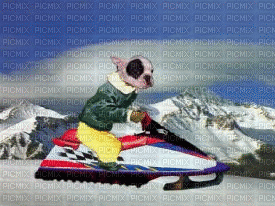chien en moto de neige - GIF animé gratuit