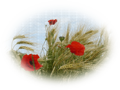 coquelicot - png grátis
