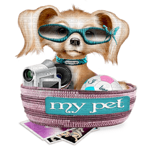 dog wearing glasses bp - besplatni png