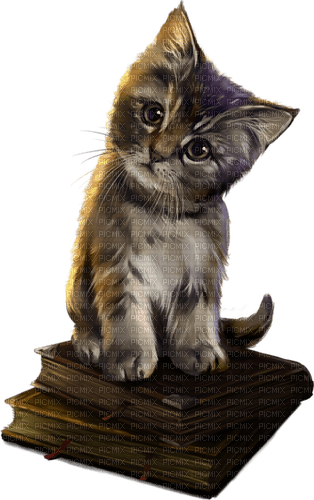 MMarcia gif  livros cat gato chat - 免费PNG