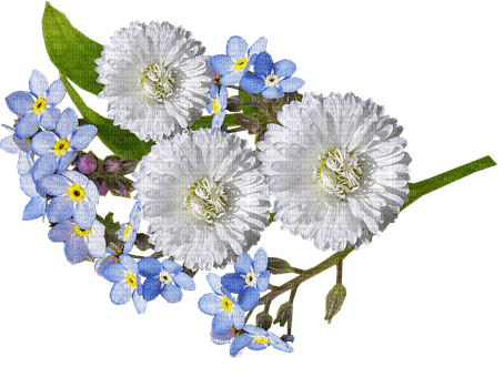 Spring Flowers - zadarmo png