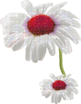 flowers katrin - Бесплатный анимированный гифка