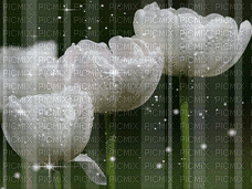 white tulips Nitsa Papakon - GIF animasi gratis