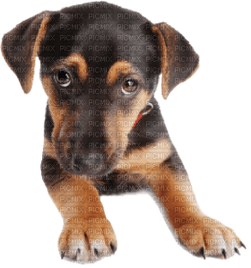 Kaz_Creations Dog Pup - kostenlos png