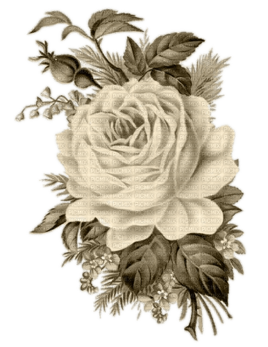 Vintage Rose, Sepia - ücretsiz png