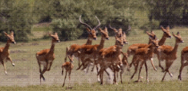nature antelope-NitsaPap - Ingyenes animált GIF