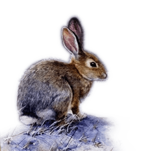 Rena Winter Hase Animal Bunny - Free PNG