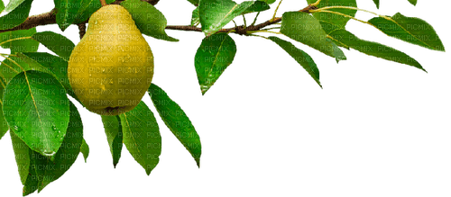 Pear - Bogusia - Free PNG