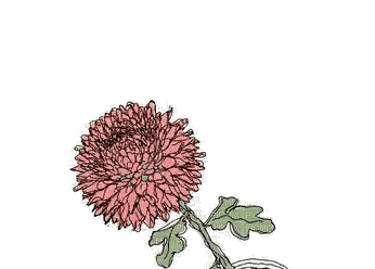 цветы - Ücretsiz animasyonlu GIF