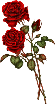 rose rouge.Cheyenne63 - ingyenes png