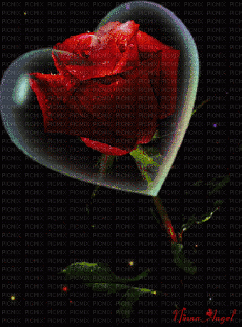 Rosa roja - Gratis animeret GIF