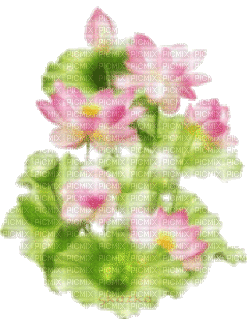 Цветы лотоса - GIF เคลื่อนไหวฟรี