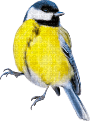 bird - PNG gratuit