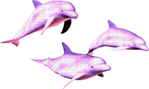 dolphins - png grátis