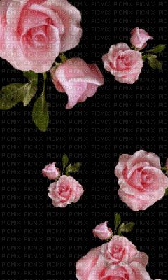 roses=pink-NitsaPap - GIF animé gratuit