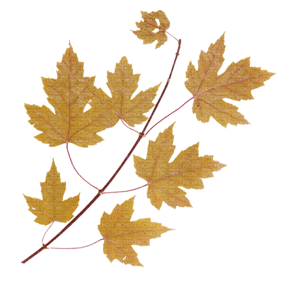 Autumn leaf - Free PNG