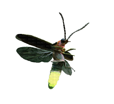 Firefly, Lightning Bug - Kostenlose animierte GIFs