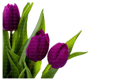 Flowers Tulips - Free PNG
