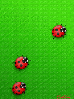Ladybug - Besplatni animirani GIF