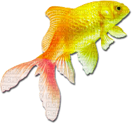 soave deco summer fish scrap orange pink - δωρεάν png