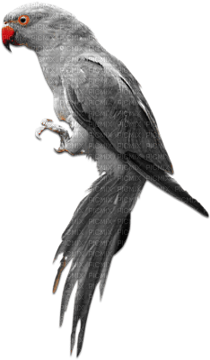 soave deco summer bird tropical parrot black white - Free PNG