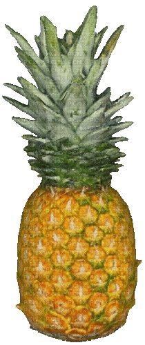Rotating Food Spinning Pineapple Fruit - GIF เคลื่อนไหวฟรี