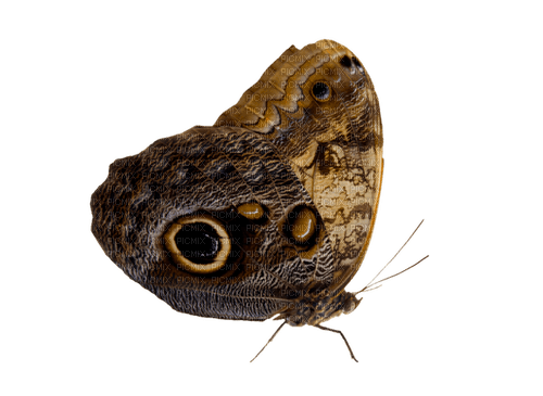 gala butterfly - PNG gratuit