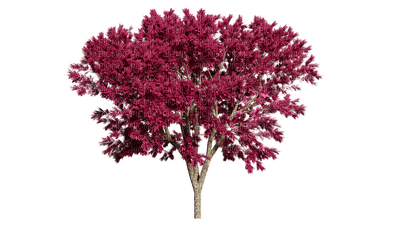 puu, tree - Free PNG