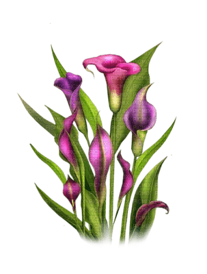 Kaz_Creations Deco Flowers Colours - gratis png
