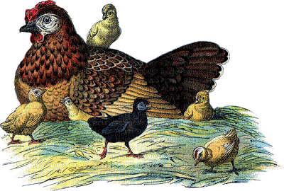 Kaz_Creations Chickens Turkeys Birds - gratis png
