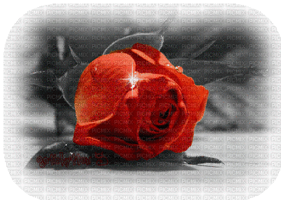 Rose rouge. - Zdarma animovaný GIF