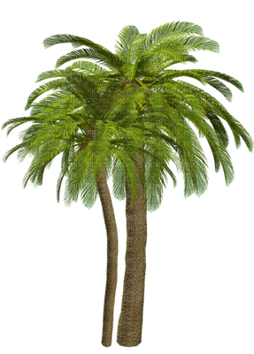 palmera - ücretsiz png