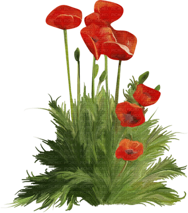 loly33 coquelicot - ingyenes png