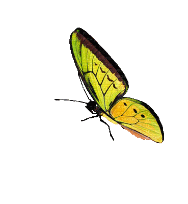 chantalmi papillon butterfly jaune vert yellow green