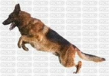 tube animaux chien - gratis png