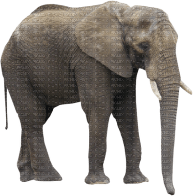 Kaz_Creations Elephants Elephant - zdarma png