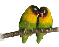 parrots - besplatni png