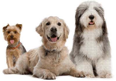 Kaz_Creations  Dogs Dog Pup - besplatni png