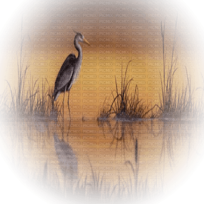 stork cigogne   paysage - PNG gratuit