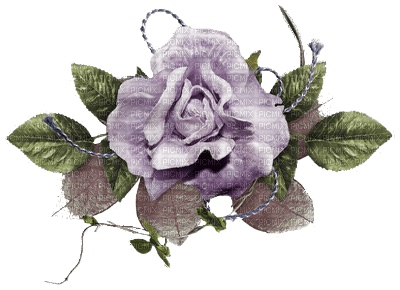 flower-rose-purple - bezmaksas png