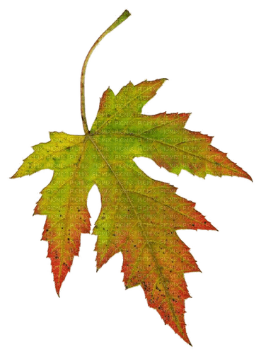 Herbst, Blatt, - безплатен png